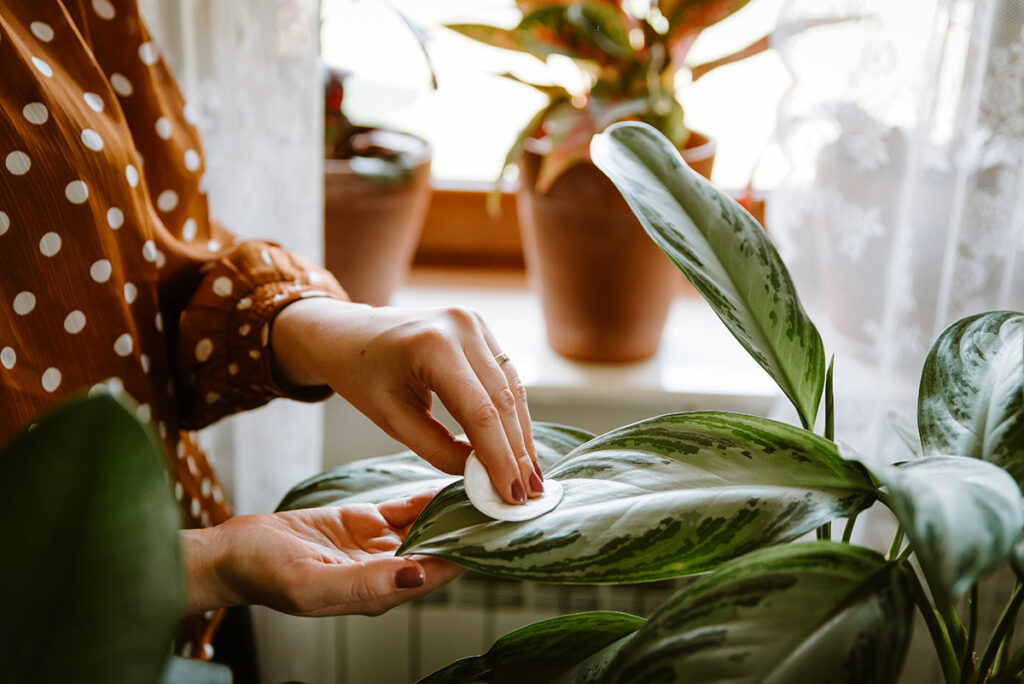 main-qui-nettoie-une-plante-dinterieur