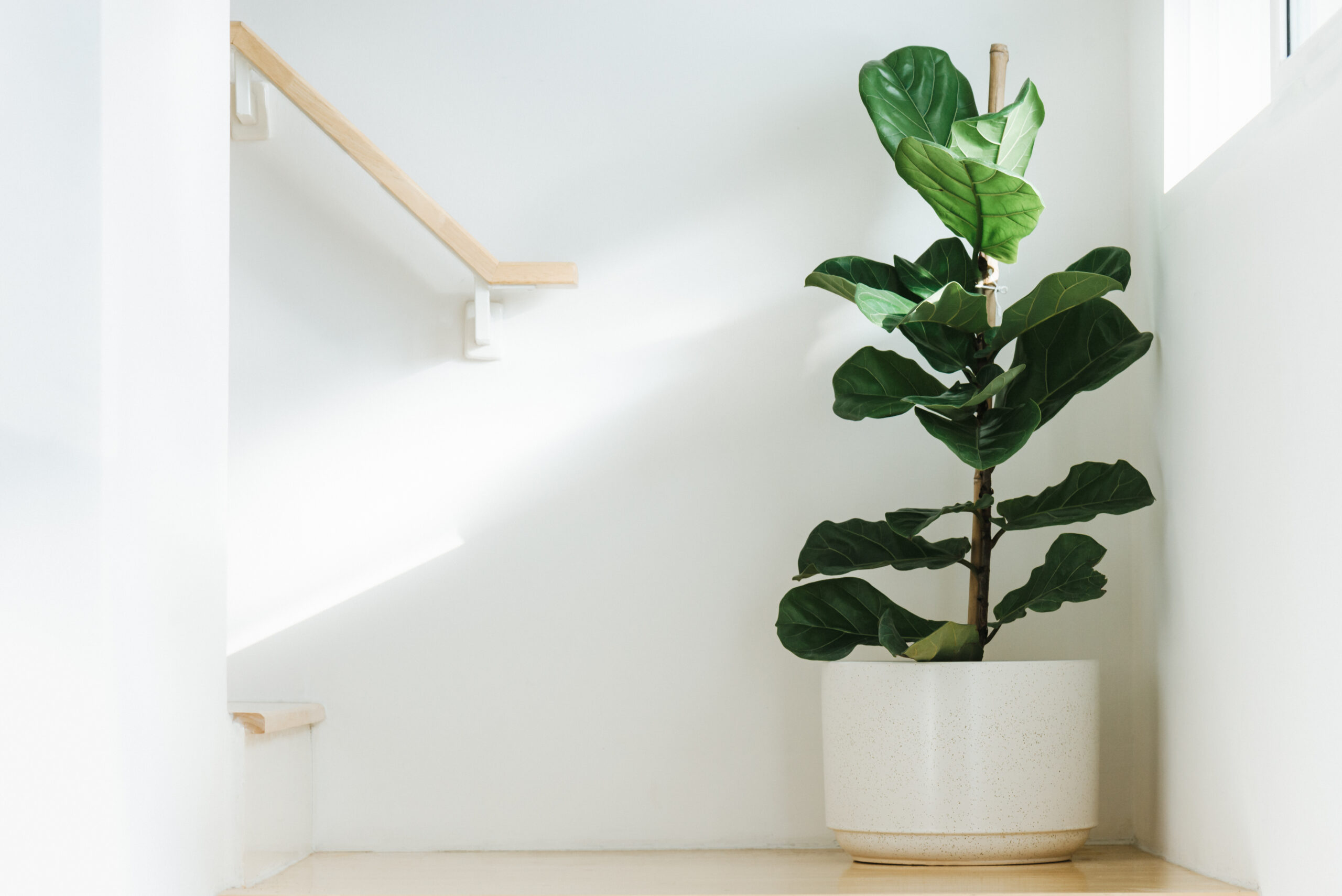 Fiddle,Leaf,Fig,,Ficus,Lyrata,,Plant,In,Circle,White,Pot