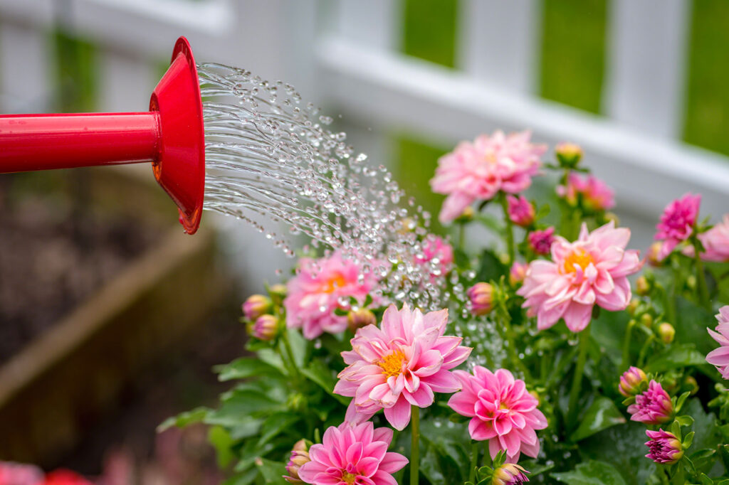 watering-can-pouring-water-on-pink